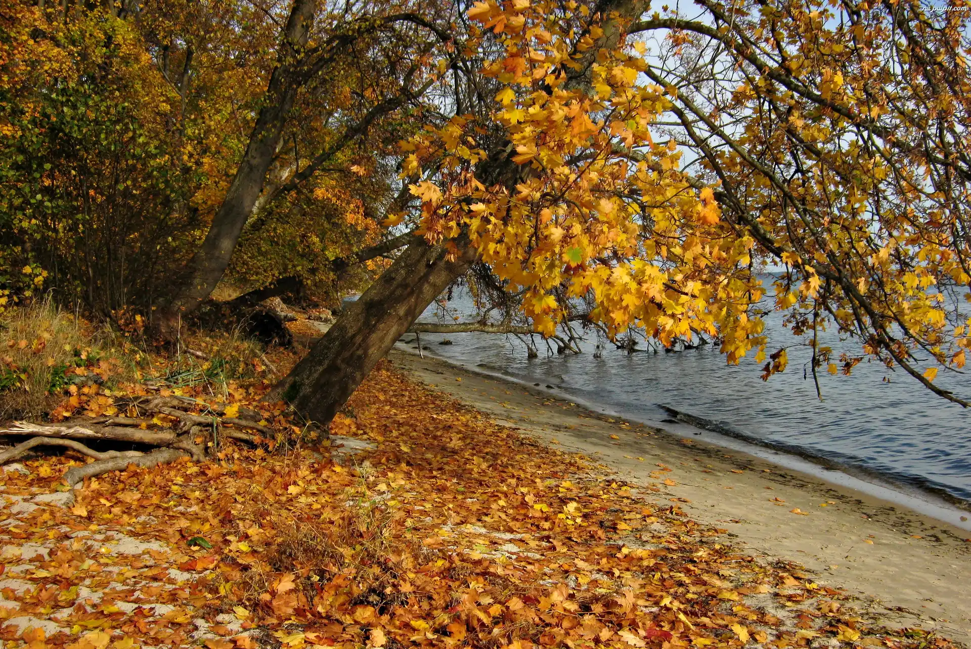 Jesień, Las, Jezioro, Li¶cie